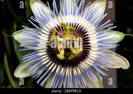 Assez proche de la simple fleur de Passion avec des étamines vertes, des pétales violettes et un motif intéressant. Banque D'Images