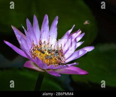 Gros plan de très jolie, exotique, simple, fleur de lotus pourpre avec des abeilles gonflante dans le centre profitant du nectar. Banque D'Images