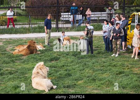 Belogorsk, Crimée, Russie, 03 mai 2019: La fille est photographiée avec un lion allongé sur l'herbe dans une cage dans le Parc des Lions Taigan Banque D'Images