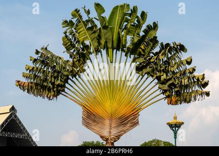 L'arbre des voyageurs au Palais Royal de Phnom Penh Banque D'Images