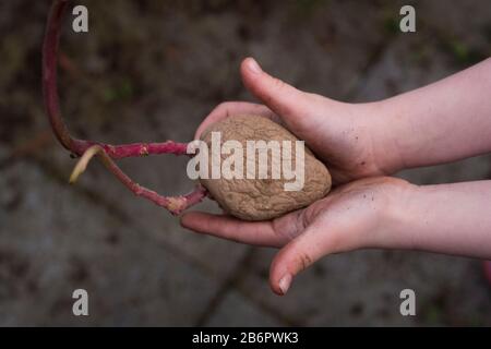Enfant plantant de la pomme de terre Banque D'Images