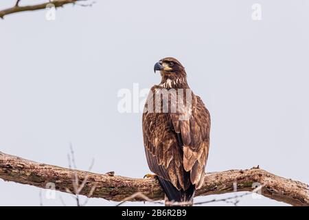 Un groupe d'Eagles composé De Pêche Adulte et juvénile le long des eaux de l'Oklahoma Banque D'Images