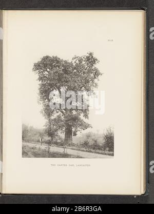 Gezicht op een eik langs een weg te Lancaster The carter Oak, Lancaster (titel op object) vue d'un chêne le long d'une route vers LancasterThe carter Oak, Lancaster (title object) Type de bien: Photo omécanique print page Numéro d'article: RP-F 2001-7-1063-49 Inscriptions / marques: Numéro, recto printed 'XLIX.' Fabricant: Photographe: Henry Brooksclichémaker: Fabrication anonyme: Photographe: Charlemontclichémaker: USA Date: Vers 1880 - ou pour 1890 matériau: Technique du papier: Mesures de la pression lumineuse: Empreinte: H 222 mm × W 175 mmToelichtFoto après page 76. Objet: Arbres: Oakpupi Banque D'Images