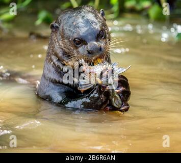 La loutre géante mange du poisson dans l'eau. Gros plan. Brésil. Parc national de Pantanal. Banque D'Images