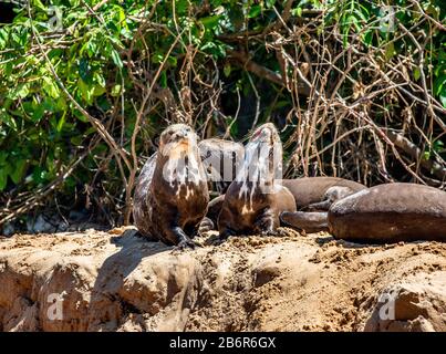 Otter sur le sable sur la rive de la rivière. Amérique du Sud. Brésil. Parc national de Pantanal. Banque D'Images