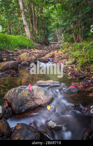 Point de vue bas d'un ruisseau luxuriant et immaculé qui traverse l'écosystème de la forêt tropicale dans l'Extrême-Nord du Queensland, en Australie. Banque D'Images