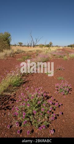 Regardez bas le long de la route du bitume et de l'environnement aride lointain de Karajini en Australie occidentale avec des fleurs colorées et désertiques le long de la route. Banque D'Images