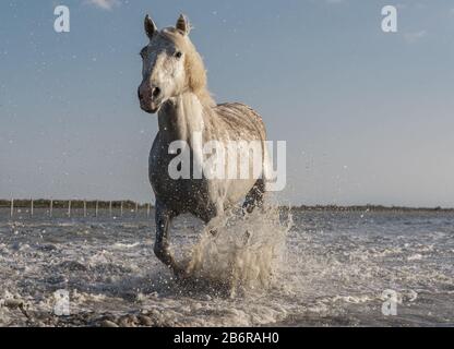 Chevaux Camargue (Equus caballus), gallopping dans de l'eau près de Saintes Maries-de-la-Mer, Camargue, France, Europe Banque D'Images