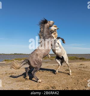 Chevaux Camargue (Equus caballus) etalons, combats dans l'eau près de Saintes Maries-de-la-Mer, Camargue, France, Europe Banque D'Images