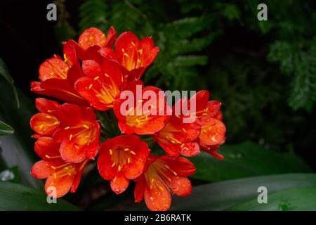 Clivia miniata, également connu sous le nom de nénual, nénuphars de brousse ou nénuphars de Kaffir, un périal vert originaire d'Afrique du Sud avec un spectre rouge-orange frappant, plein de flammes Banque D'Images