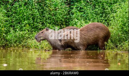 Deux capybaras dans l'herbe près de la rivière. Gros plan. Brésil. Parc national de Pantanal. Amérique du Sud. Banque D'Images