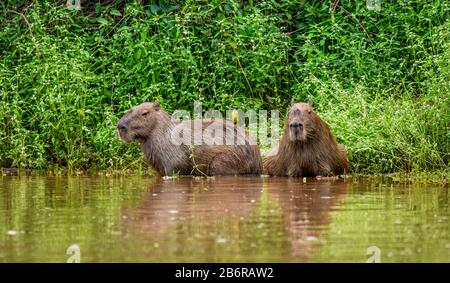 Deux capybaras dans l'herbe près de la rivière. Gros plan. Brésil. Parc national de Pantanal. Amérique du Sud. Banque D'Images