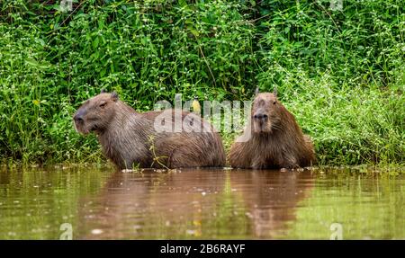 Deux capybaras dans l'herbe près de la rivière. Gros plan. Brésil. Parc national de Pantanal. Amérique du Sud. Banque D'Images