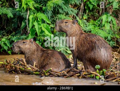 Deux capybaras dans l'herbe près de la rivière. Gros plan. Brésil. Parc national de Pantanal. Amérique du Sud. Banque D'Images