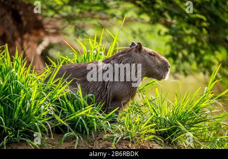 Capybara près de la rivière dans l'herbe. Brésil. Parc national de Pantanal. Amérique du Sud Banque D'Images