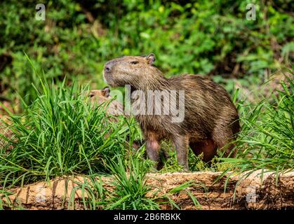 Deux capybaras dans l'herbe près de la rivière. Gros plan. Brésil. Parc national de Pantanal. Amérique du Sud. Banque D'Images