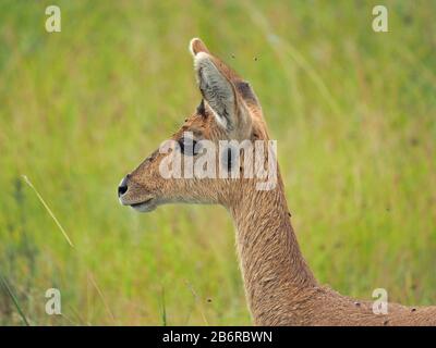 Alerte femme Bohor reedbuck (Redunca redunca) avec un parfum noir distinctif de la glande sous l'oreille dans l'herbe longue du Parc National de Nairobi, Kenya, Afrique Banque D'Images