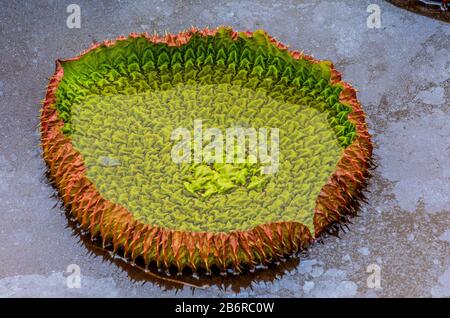 Jeunes feuilles du plus grand nénuphars (Victoria amazonica) à la surface de l'eau. Brésil. Parc national de Pantanal. Banque D'Images