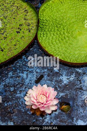 Feuilles et fleurs du plus grand nénuphars (Victoria amazonica) à la surface de l'eau. Brésil. Parc national de Pantanal. Banque D'Images