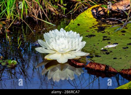 Feuilles et fleurs du plus grand nénuphars (Victoria amazonica) à la surface de l'eau. Brésil. Parc national de Pantanal. Banque D'Images