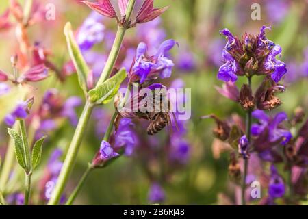 L'abeille recueille le nectar Salvia pratensis, le trêve de prairie ou les fleurs violettes de sauge de pré. Collection d'herbes. Médicaments à base de plantes médicinales. Concept Medici Banque D'Images
