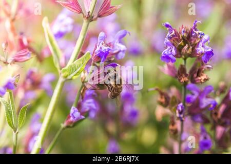 L'abeille recueille le nectar Salvia pratensis, le trêve de prairie ou les fleurs violettes de sauge de pré. Collection d'herbes. Médicaments à base de plantes médicinales. Concept Medici Banque D'Images