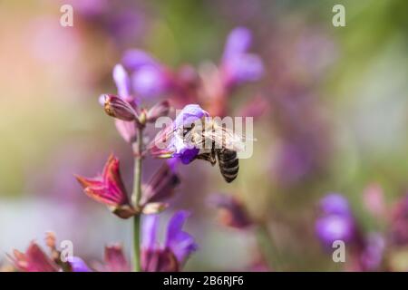 L'abeille recueille le nectar Salvia pratensis, le trêve de prairie ou les fleurs violettes de sauge de pré. Collection d'herbes. Médicaments à base de plantes médicinales. Concept Medici Banque D'Images