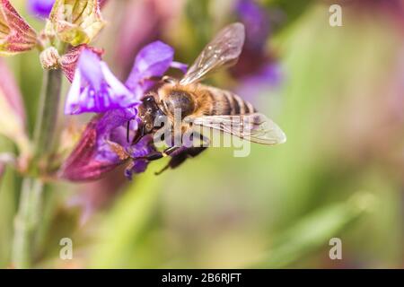 L'abeille recueille le nectar Salvia pratensis, le trêve de prairie ou les fleurs violettes de sauge de pré. Collection d'herbes. Médicaments à base de plantes médicinales. Concept Medici Banque D'Images