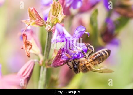 L'abeille recueille le nectar Salvia pratensis, le trêve de prairie ou les fleurs violettes de sauge de pré. Collection d'herbes. Médicaments à base de plantes médicinales. Concept Medici Banque D'Images