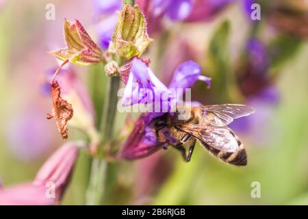 L'abeille recueille le nectar Salvia pratensis, le trêve de prairie ou les fleurs violettes de sauge de pré. Collection d'herbes. Médicaments à base de plantes médicinales. Concept Medici Banque D'Images