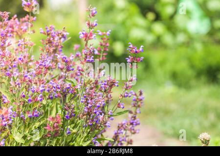 L'abeille recueille le nectar Salvia pratensis, le trêve de prairie ou les fleurs violettes de sauge de pré. Collection d'herbes. Médicaments à base de plantes médicinales. Concept Medici Banque D'Images