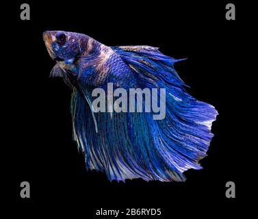 Belle betta splendens demi-lune siamese betta poisson. Lutte de poissons en mouvement sur fond noir. Banque D'Images