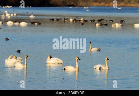 Swans De Toundra (Cygnus Columbianus), William Finley National Wildlife Refuge, Oregon Banque D'Images