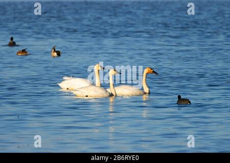 Swans De Toundra (Cygnus Columbianus), William Finley National Wildlife Refuge, Oregon Banque D'Images