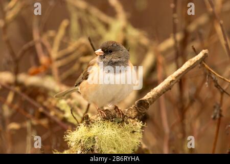 junco aux yeux sombres (Junco hyemalis), William Finley National Wildlife Refuge, Oregon Banque D'Images