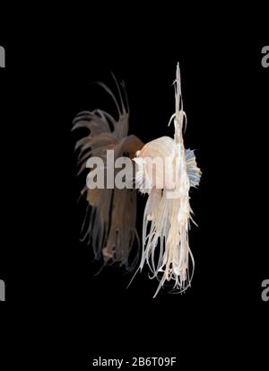 Magnifique poisson blanc crowntail betta siamese lutte contre le poisson avec réflexion isolée sur fond noir. Banque D'Images