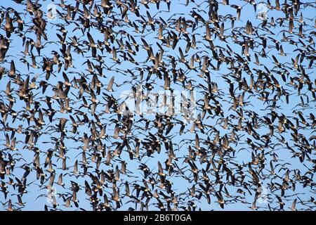 La bernache du Canada (Branta canadensis), William Finley National Wildlife Refuge, Oregon Banque D'Images