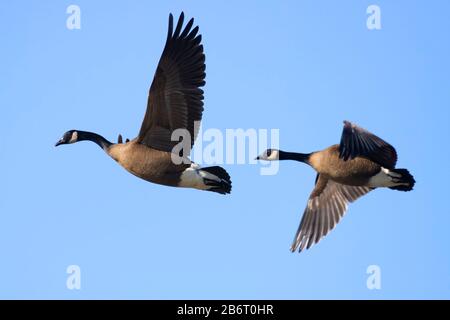 La bernache du Canada (Branta canadensis), William Finley National Wildlife Refuge, Oregon Banque D'Images