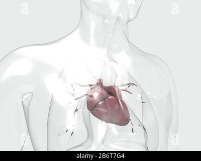 rendu 3d du système anatomique du cœur humain Banque D'Images
