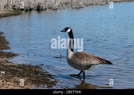 La Bernache du Canada solitaire marchant dans l'eau peu profonde le long du bord d'un lac calme sur un après-midi ensoleillé de printemps. Banque D'Images