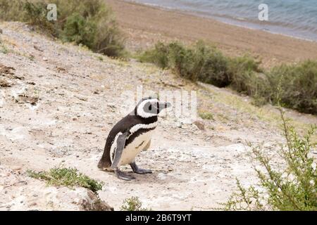 Serin cini de Caleta Valdes colonie de pingouins, Patagonie, Argentine. La faune de l'Argentine Banque D'Images