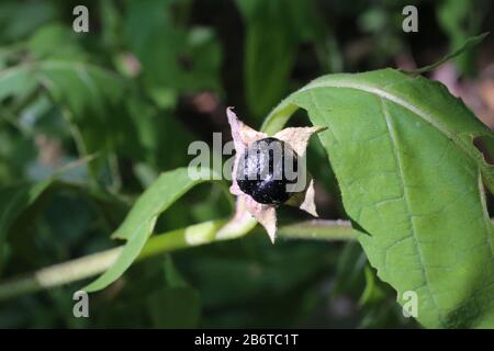 Atropa bella-donna - usine sauvage prise en été. Banque D'Images