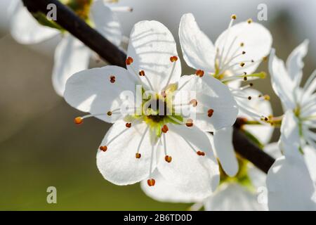 Cerisiers en fleurs blancs sur une branche, lumière du soleil brillant à travers les pétales (macro, gros plan, rameau diagonale, format paysage horizontal) Banque D'Images