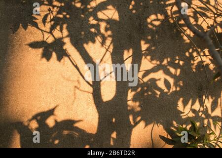 Lumière du soleil abstraite dans le jardin tropical. Ombre noire et brune des feuilles et des branches contre le fond de la paroi de ciment. Banque D'Images