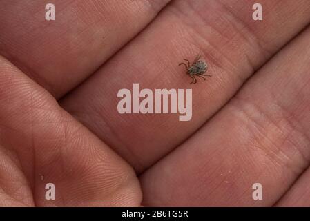 Une petite tique (Dermacentor occidentalis), un vecteur de maladie rampant sur la main des photographes à Berkeley, en Californie. Banque D'Images