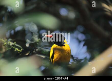 un oriole mâle à capuchon noir (oriolus xanthornus) en été, campagne du bengale occidental en inde Banque D'Images