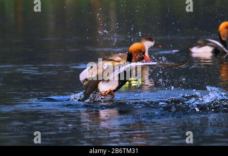 un pochard mâle à la craque rouge (netta rufina) essayant de prendre un vol du lac chupi dans le sanctuaire d'oiseaux de purbasthali, bengale ouest, inde Banque D'Images