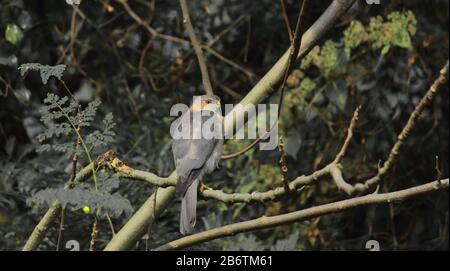 petit prédateur, un shikra mâle ou un petit gohawk bagué (accipiiter badius) à la recherche d'une proie, région du delta du sundarbans du bengale occidental en inde Banque D'Images