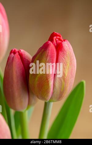 Tulipes rouges qui fleuissent encore Banque D'Images