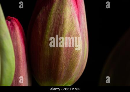 Tulipes rouges fleurs fleuries sur un fond noir Banque D'Images